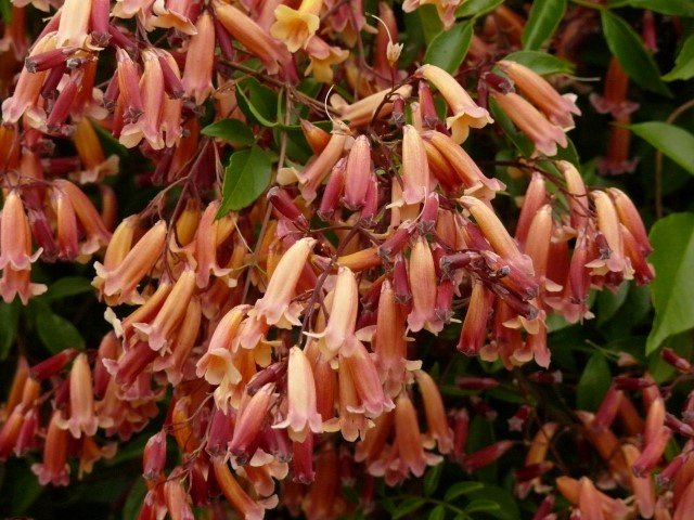 Wonga Wonga Vine Gold Sunset (Pandorea pandorana) - Ladybird Nursery