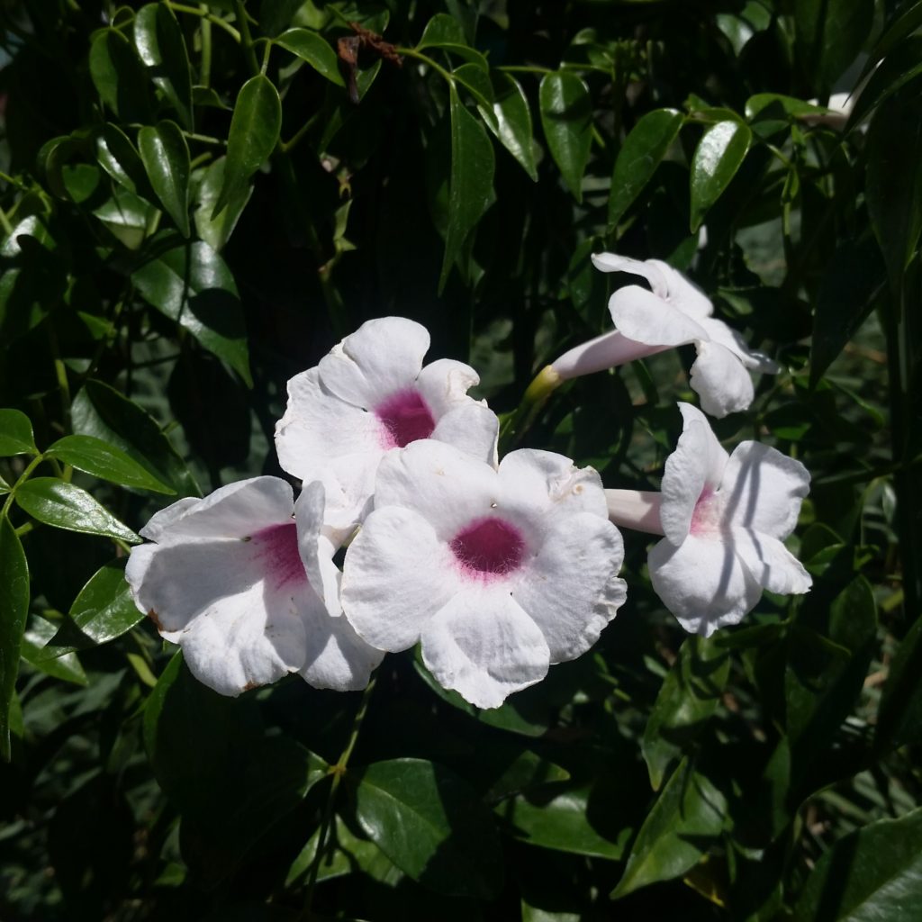 Bower Vine Deep Pink (Pandorea jasminoides) - Ladybird Nursery