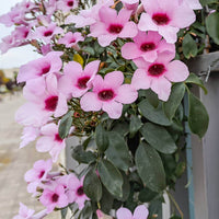 Rosy Bower Vine Belles (Pandorea) - Ladybird Nursery