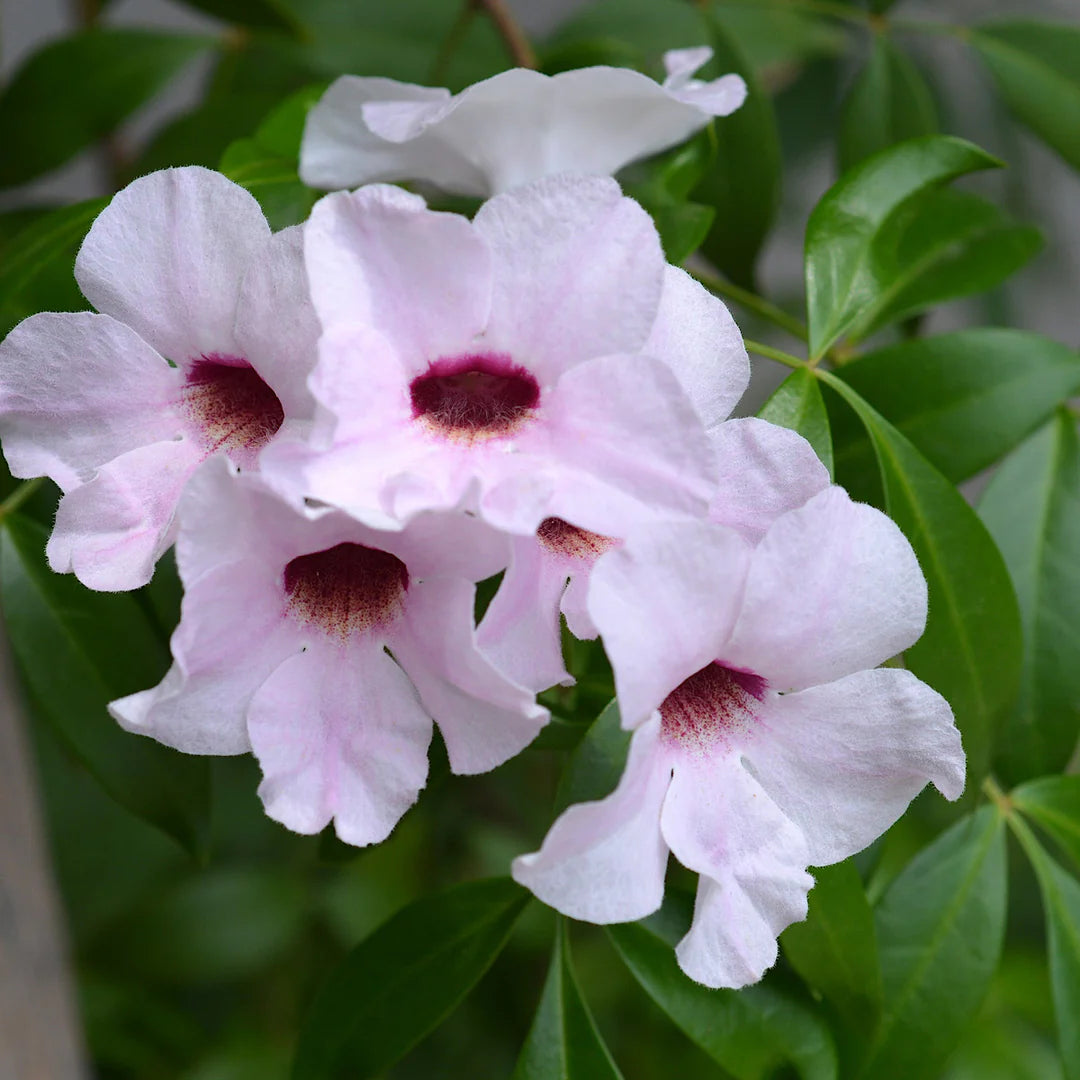 Bower Vine White Ladders (Pandorea spp.)