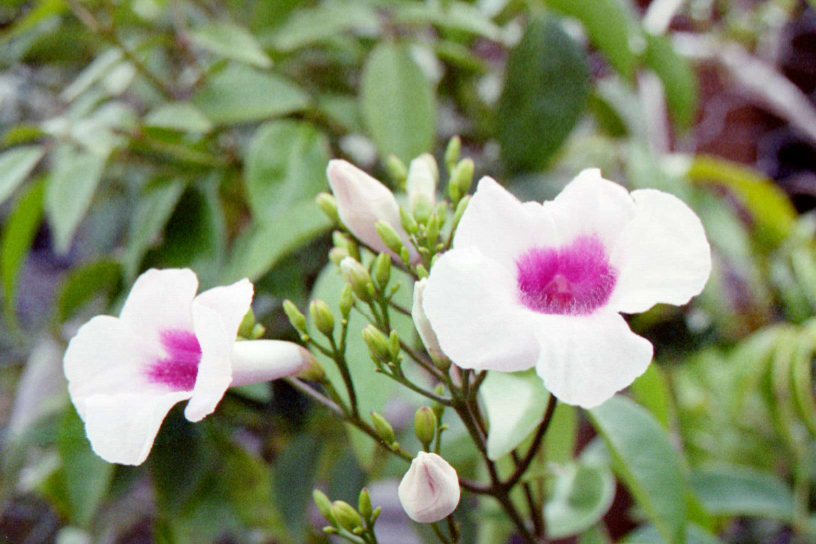 Bower Vine of Beauty (Pandorea jasminoides) - Ladybird Nursery