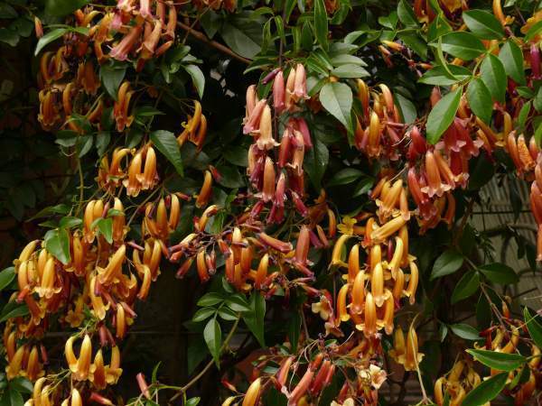 Wonga Wonga Vine (Pandorea pandorana) - Ladybird Nursery