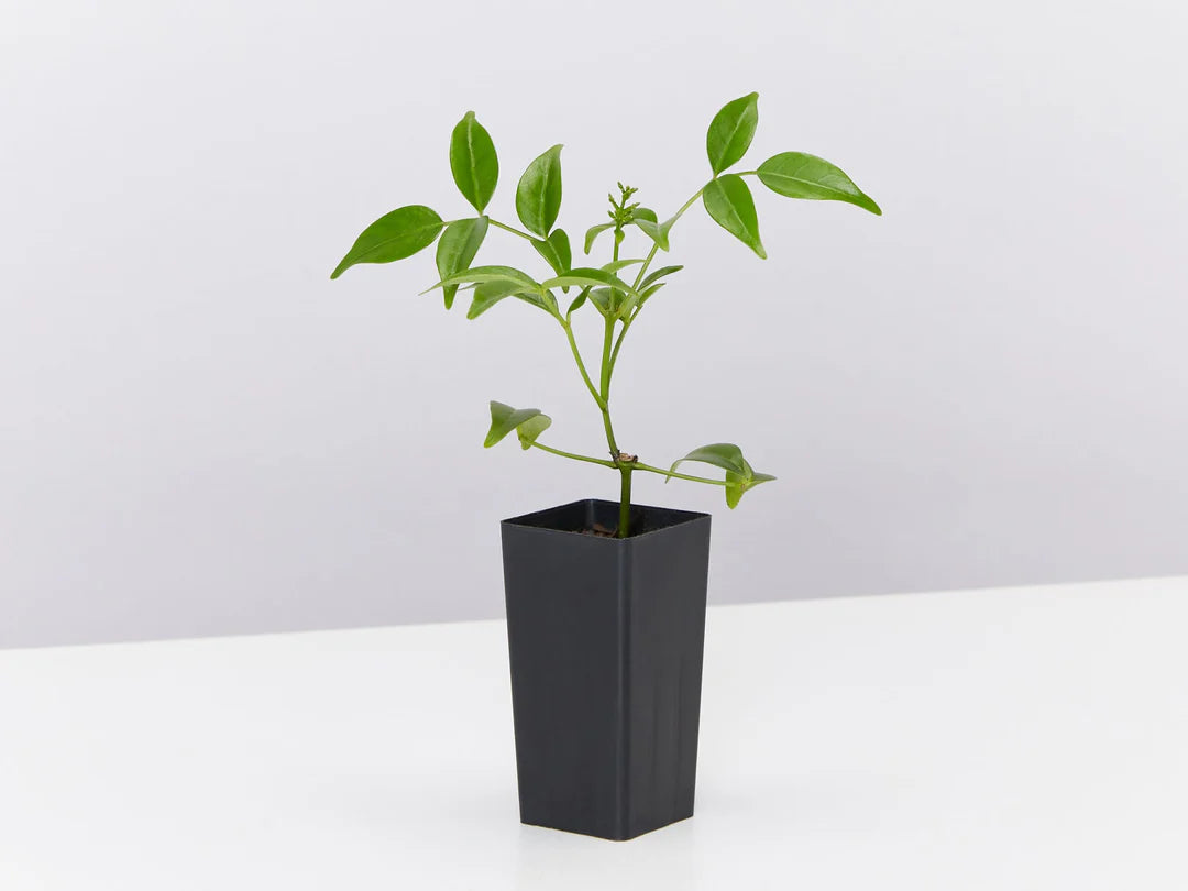 Bower Vine Pink Magic (Pandorea jasminoides)