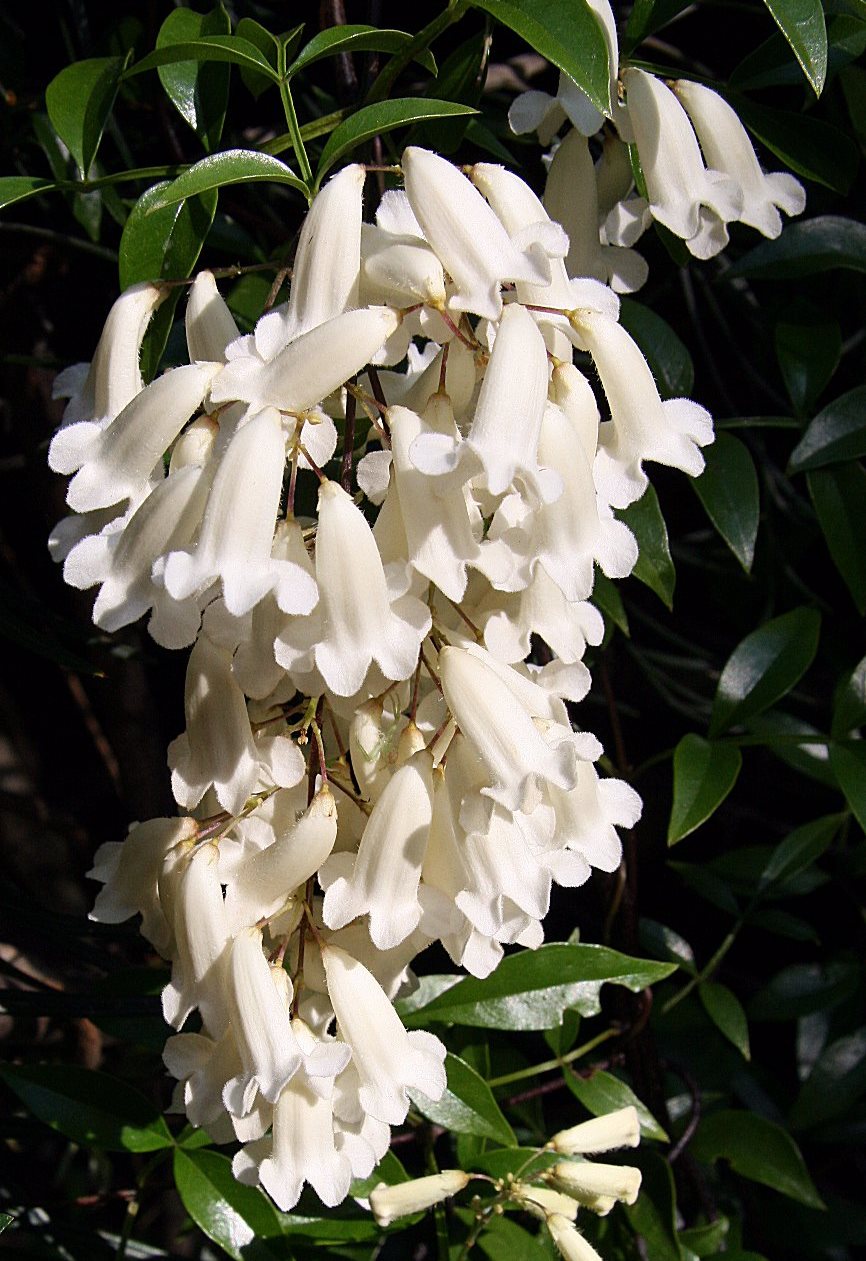 Wonga Wonga Vine Alba (Pandorea pandorana)