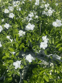 Pandorea Alba (Pandorea jasminoides 'alba') - Ladybird Nursery