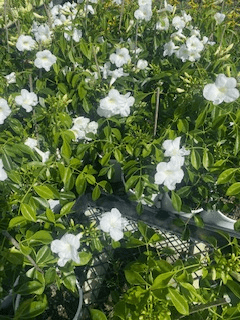 Pandorea Alba (Pandorea jasminoides 'alba') - Ladybird Nursery