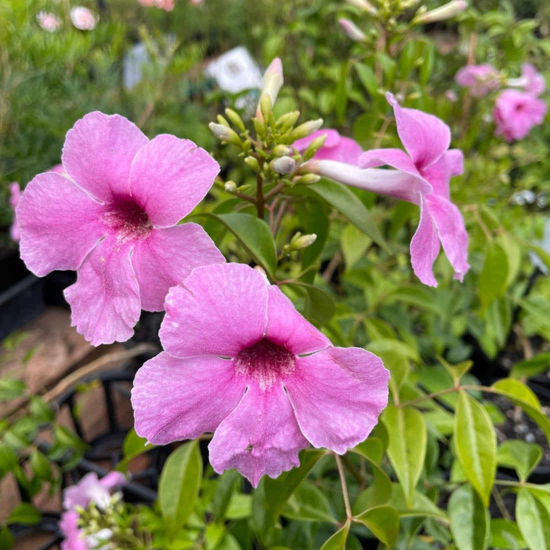 Pandorea jasminoides 'Dark Pink' - Ladybird Nursery