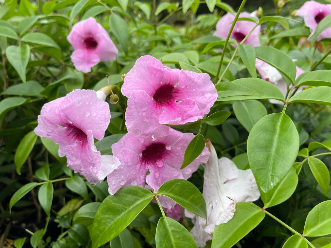 Bower Vine Pink Magic (Pandorea jasminoides) - Ladybird Nursery