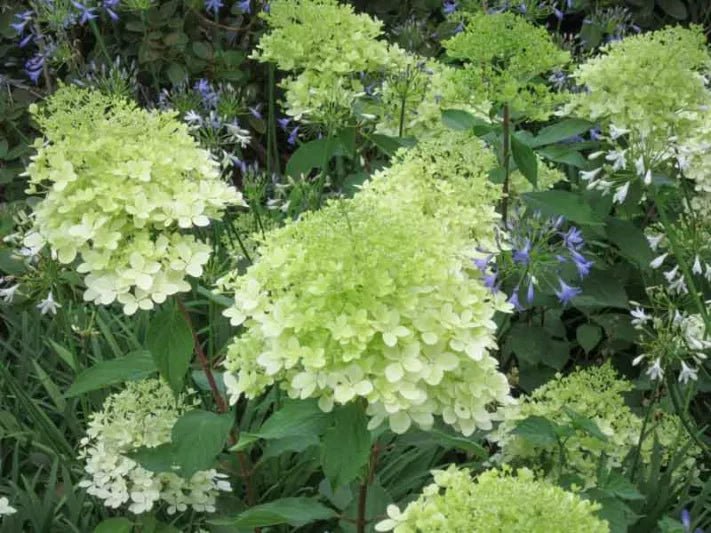 Panicle Hydrangea Greenspire (Hydrangea paniculata) - Ladybird Nursery