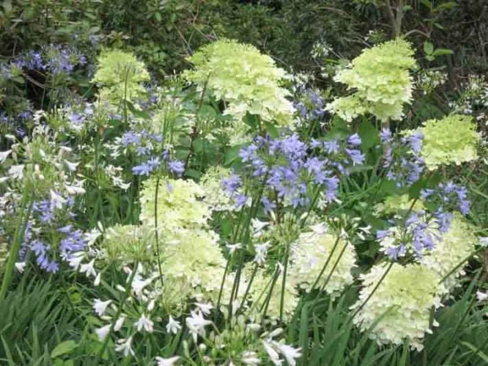 Panicle Hydrangea Greenspire (Hydrangea paniculata) - Ladybird Nursery