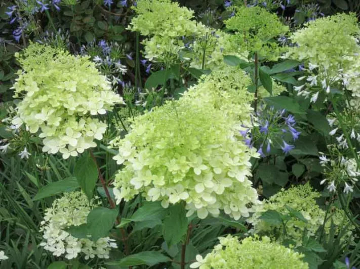 Panicle Hydrangea Greenspire (Hydrangea paniculata)