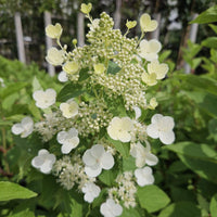 Panicle Hydrangea Greenspire (Hydrangea paniculata)