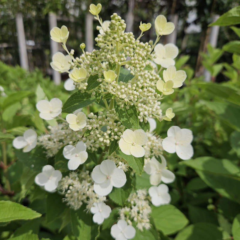 Panicle Hydrangea Greenspire (Hydrangea paniculata) - Ladybird Nursery