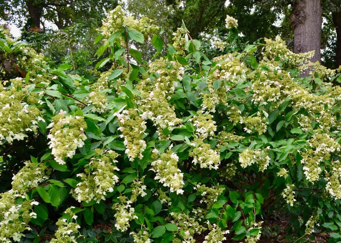 Panicle Hydrangea Greenspire (Hydrangea paniculata) - Ladybird Nursery