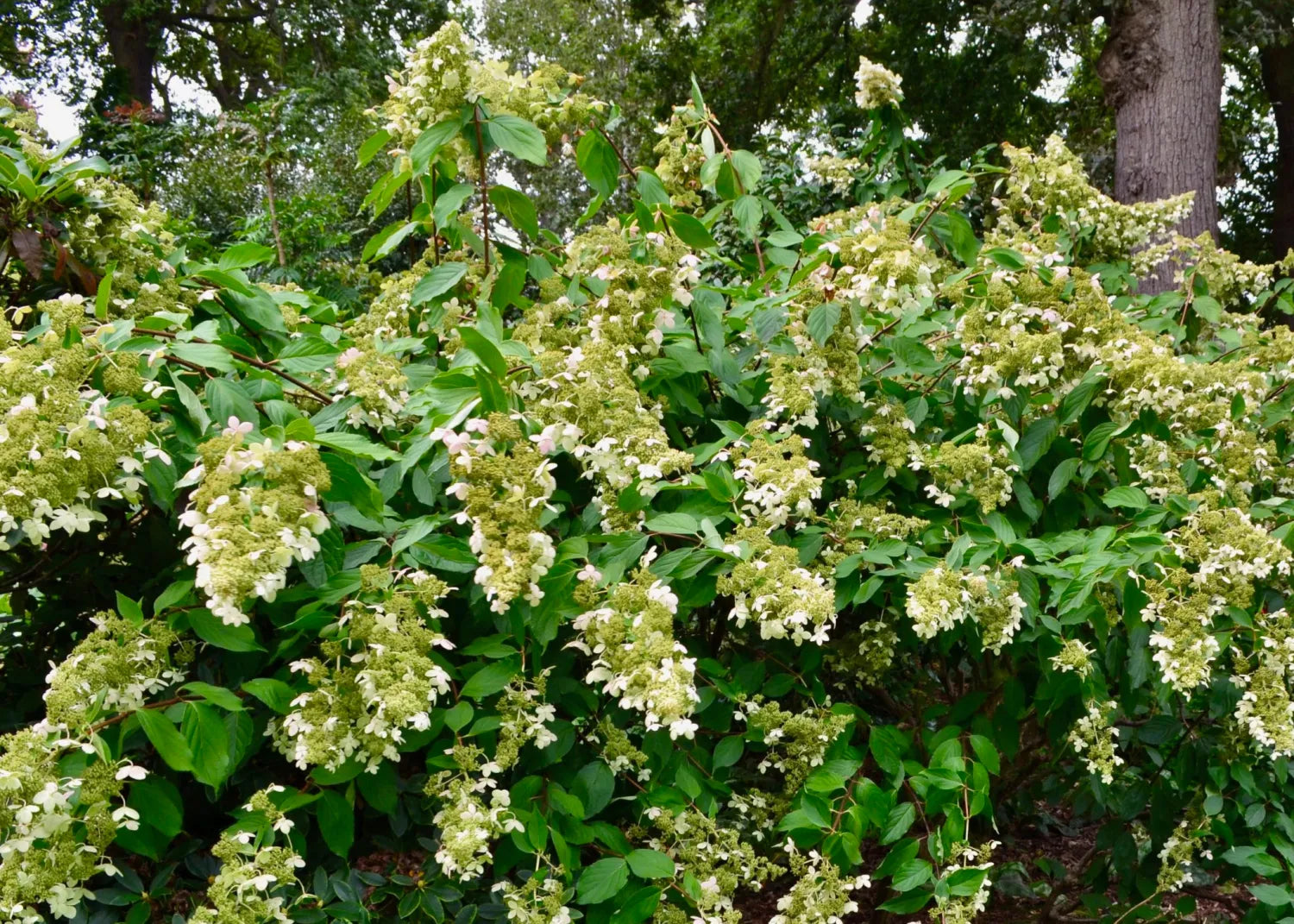 Panicle Hydrangea Greenspire (Hydrangea paniculata)