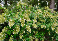 Panicle Hydrangea Greenspire (Hydrangea paniculata)