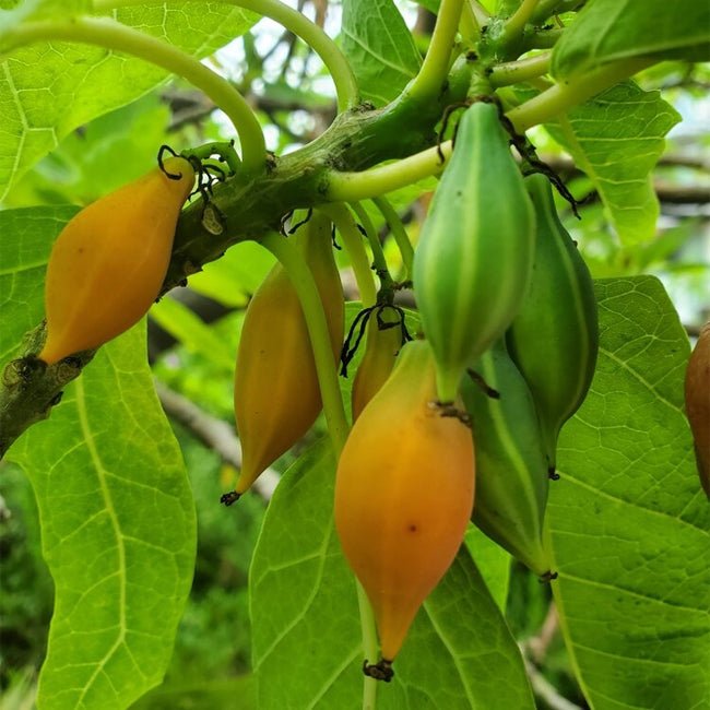 Papaya Berry Oak Leaf - Ladybird Nursery
