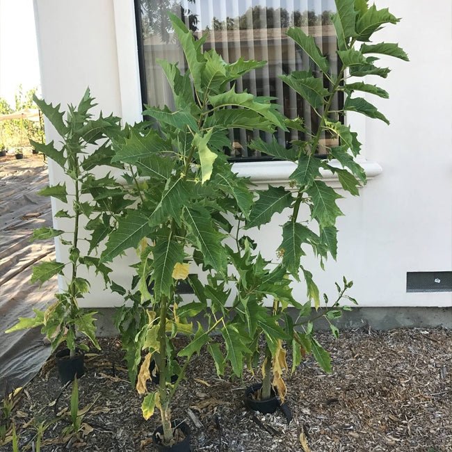 Papaya Berry Oak Leaf - Ladybird Nursery