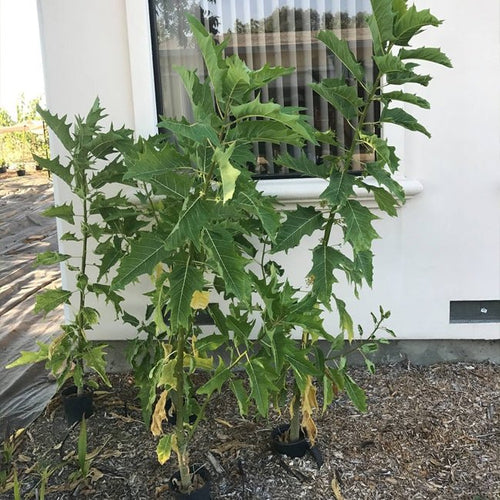 Papaya Berry Oak Leaf - Ladybird Nursery