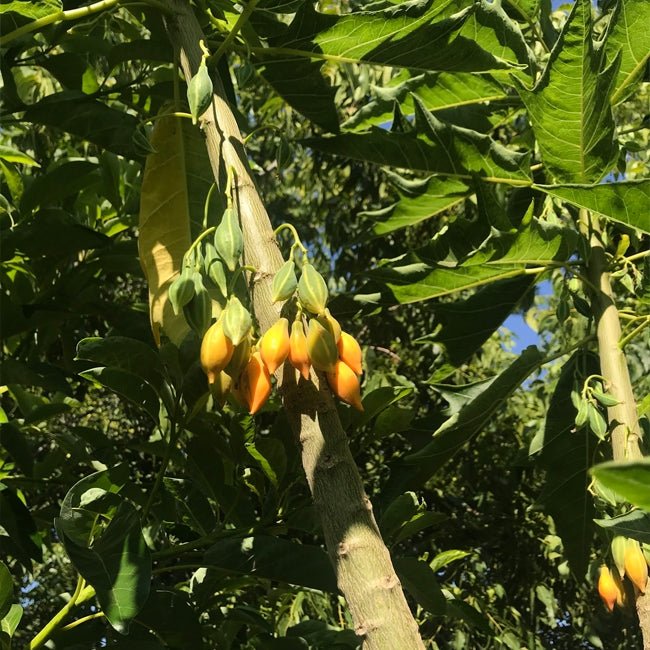 Papaya Berry Oak Leaf - Ladybird Nursery