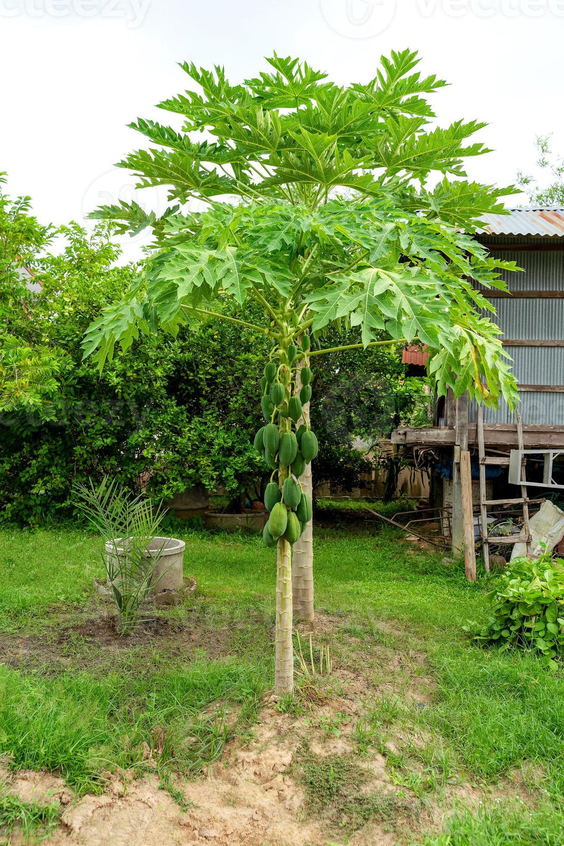 Papaya Broad Leaf (QLD Only) - Ladybird Nursery