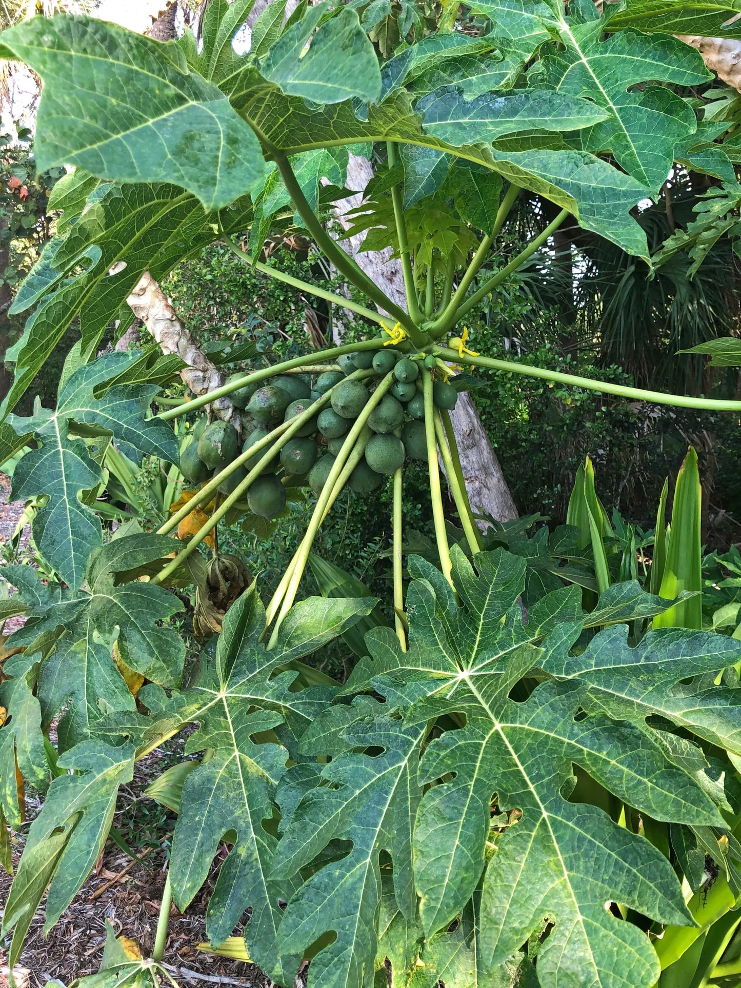 Papaya Broad Leaf (QLD Only)