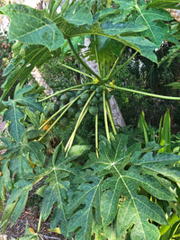 Papaya Broad Leaf (QLD Only)