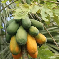 Papaya Broad Leaf (QLD Only) - Ladybird Nursery