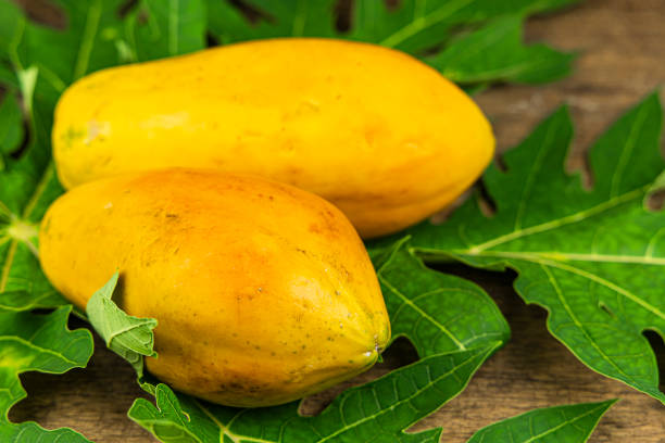 Papaya 'Gold' (Carica papaya) (QLD Only)