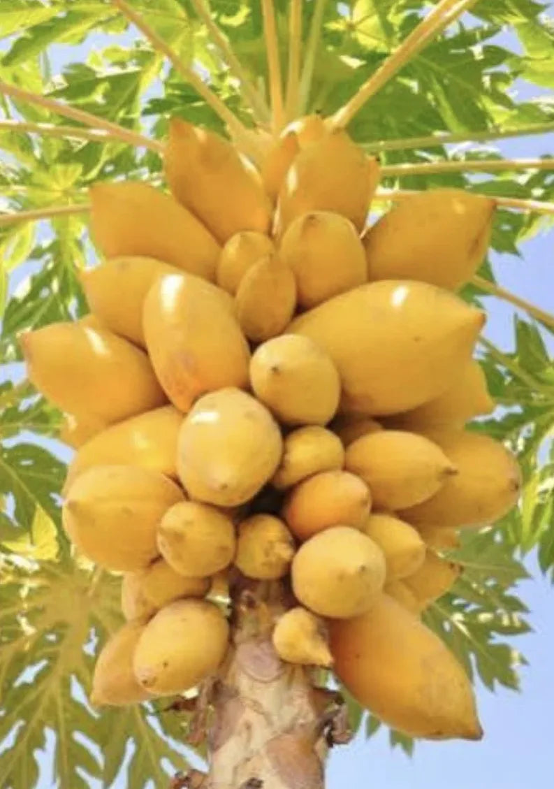 Papaya 'Gold' (Carica papaya) (QLD Only)