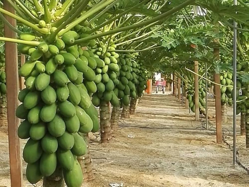 Papaya  Sri Lankan Red