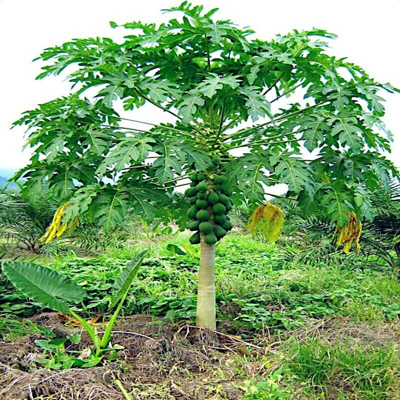 Papaya Sunrise Solo (QLD Only) - Ladybird Nursery