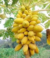 Papaya Yellow (QLD Only) - Ladybird Nursery