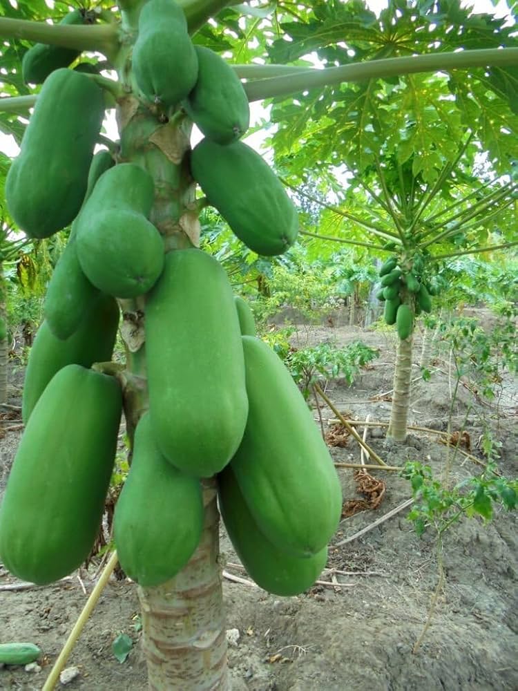 Papaya Yellow YD1B Hybrid - Ladybird Nursery
