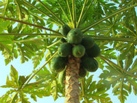 Papaya Yellow YD1B Hybrid - Ladybird Nursery