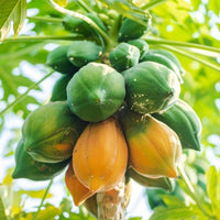 Papayuelo - Ladybird Nursery