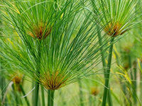 Papyrus (Cyperus papyrus) - Ladybird Nursery