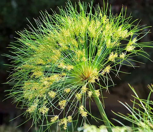 Papyrus (Cyperus papyrus)