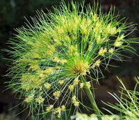 Papyrus (Cyperus papyrus) - Ladybird Nursery