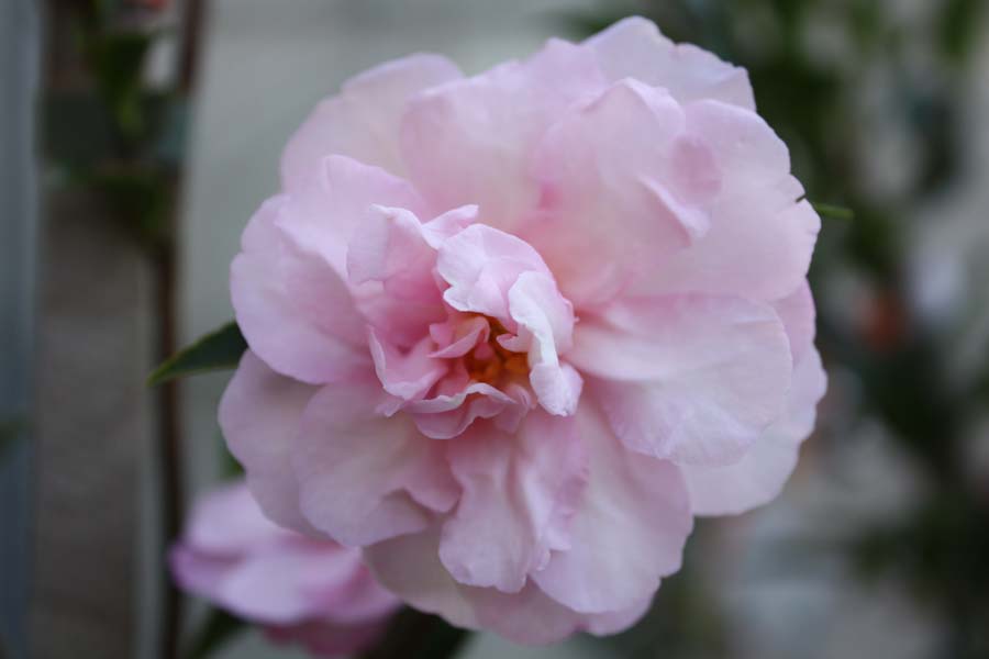 Sasanqua Camellia Paradise Petite Pink (Camellia sasanqua) - Ladybird Nursery