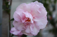 Sasanqua Camellia Paradise Petite Pink (Camellia sasanqua) - Ladybird Nursery