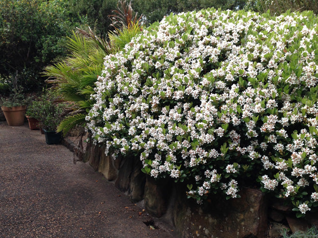 Rhaphiolepis indica Maximus