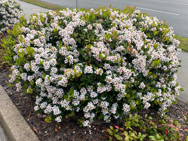 Rhaphiolepis indica Maximus