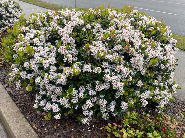 Rhaphiolepis indica Maximus - Ladybird Nursery