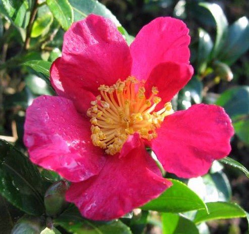 Sasanqua Camellia Paradise Sylvia (Camellia sasanqua) - Ladybird Nursery