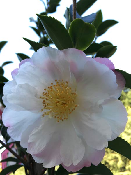 Sasanqua Camellia Paradise Venessa (Camellia sasanqua) - Ladybird Nursery