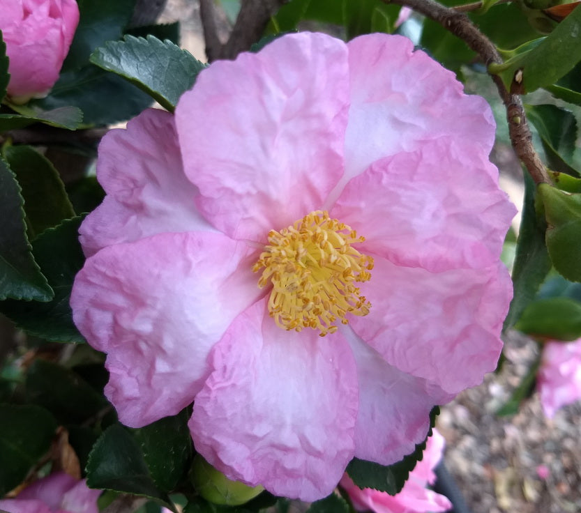 Sasanqua Camellia Paradise Diana (Camellia sasanqua)