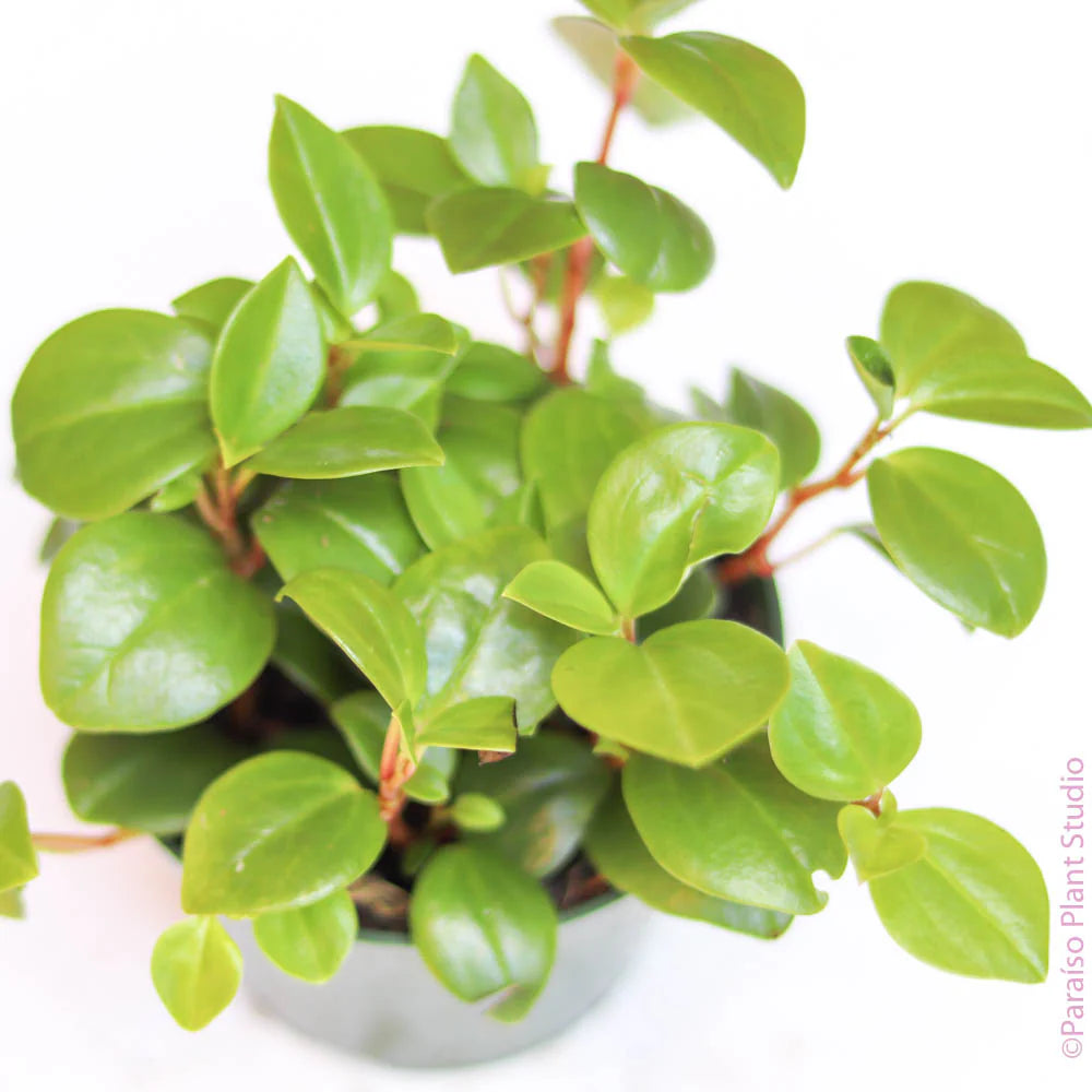 Peperomia Red Stem (Peperomia glabella)