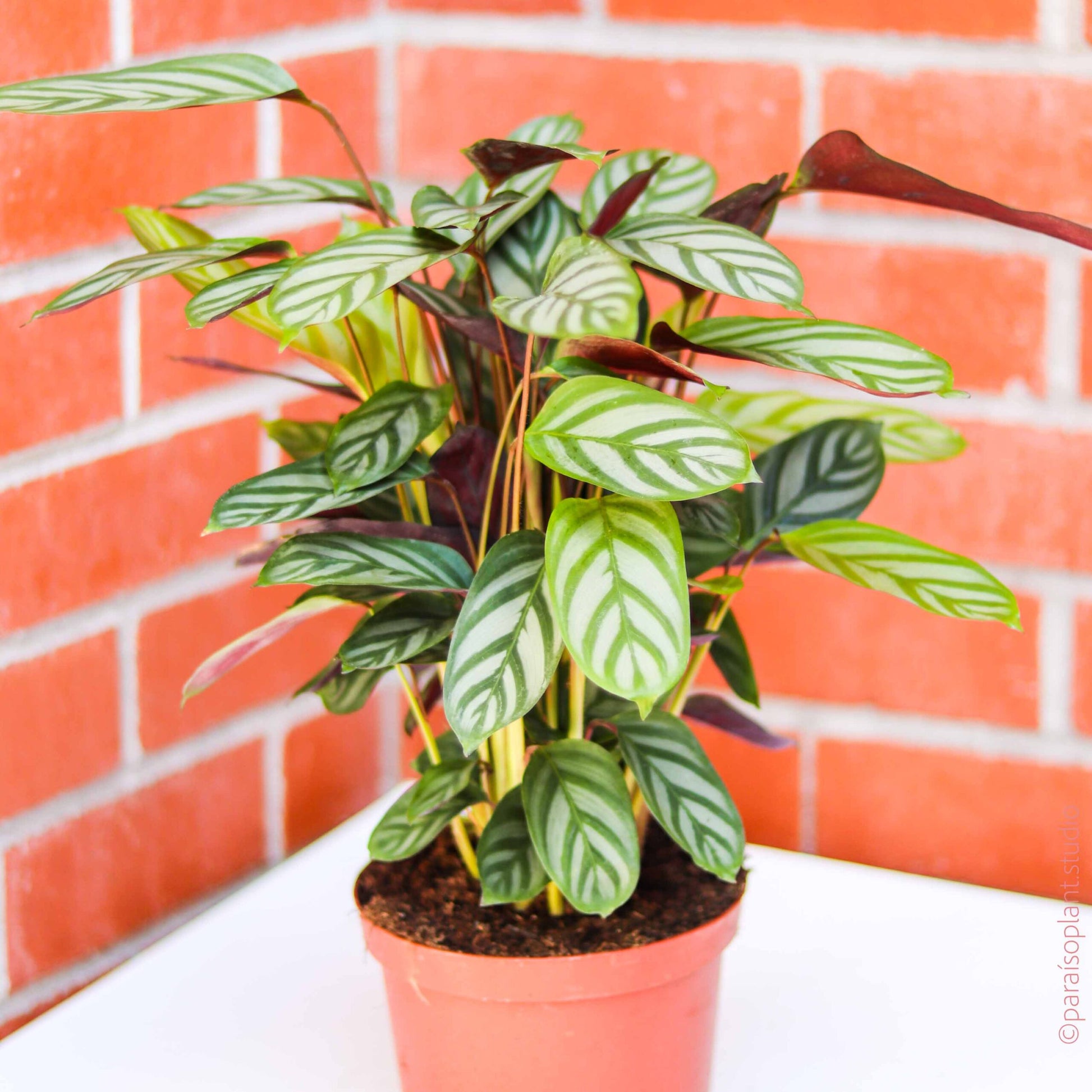 Prayer Plant (Calathea exotica)