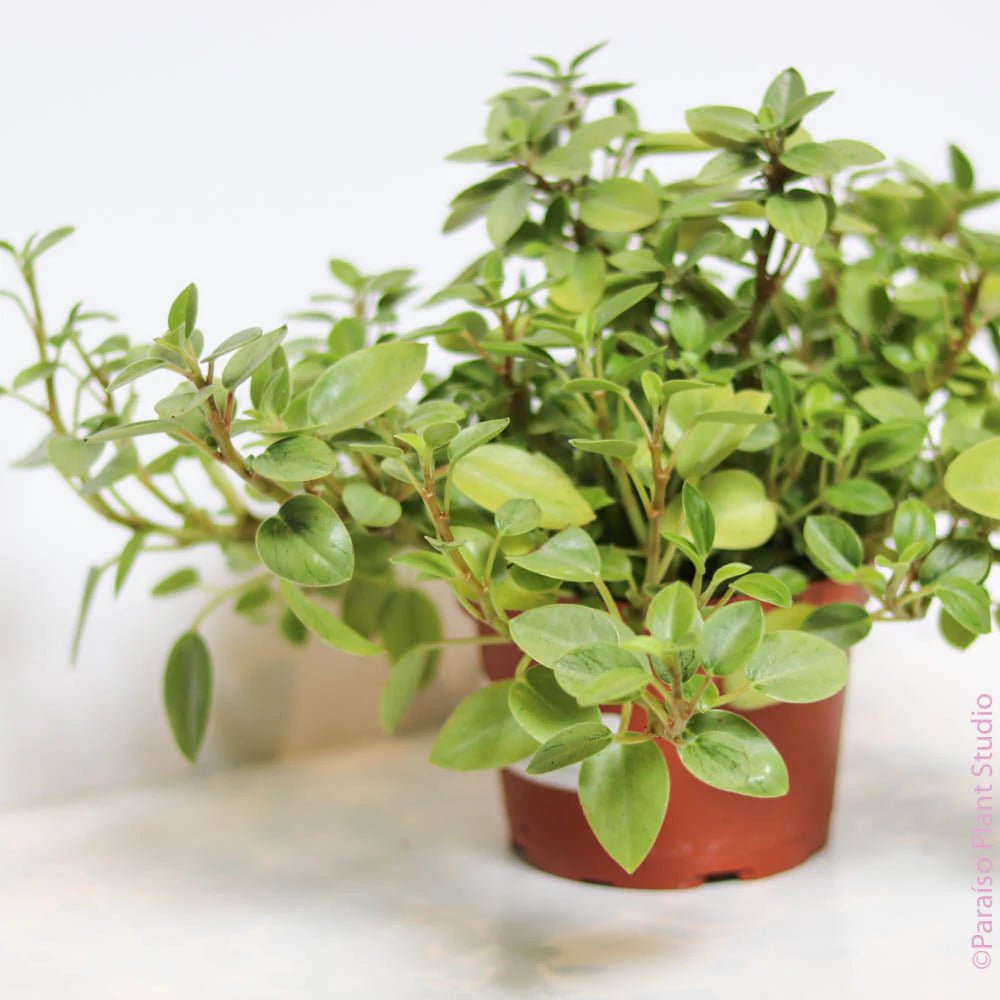 Peperomia Lime Green (Peperomia) - Ladybird Nursery